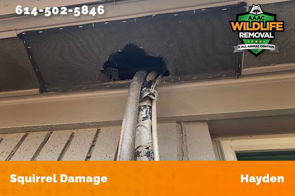 Exterior damage caused by squirrels in Hayden