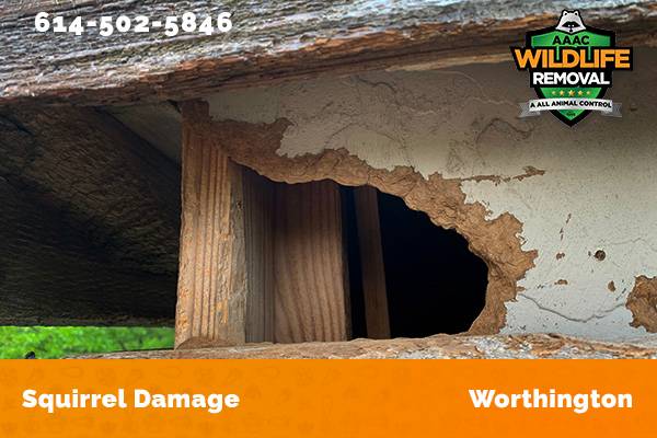 Exterior damage caused by squirrels in Worthington