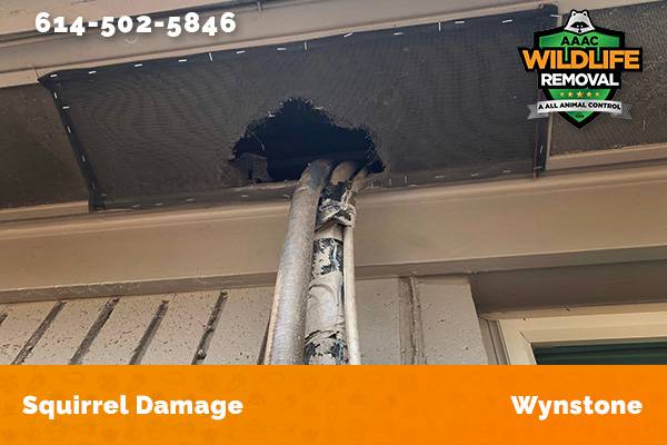 Exterior damage caused by squirrels in Wynstone