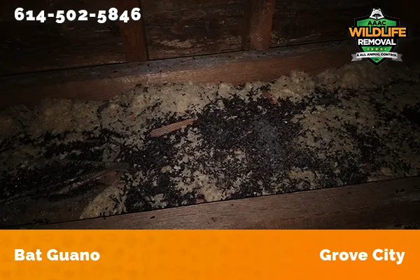 Bat Guano found in an attic in Grove City