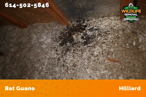 Bat Guano found in an attic in Hilliard