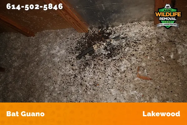 Bat Guano found in an attic in Lakewood