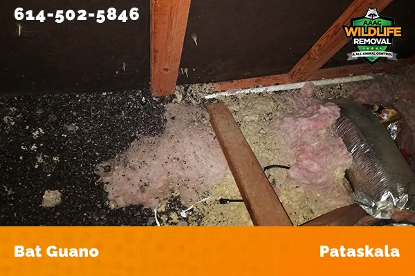 Bat Guano found in an attic in Pataskala