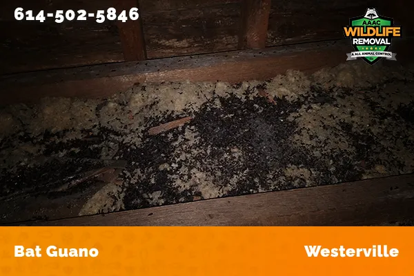 Bat Guano found in an attic in Westerville