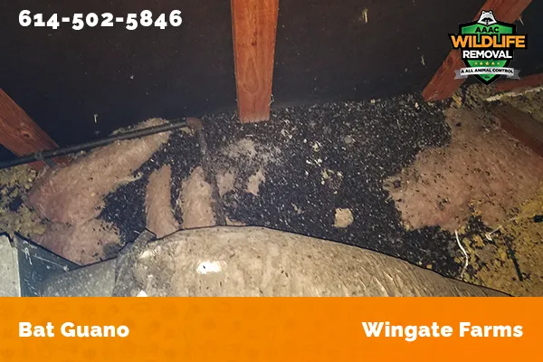 Bat Guano found in an attic in Wingate Farms