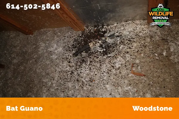 Bat Guano found in an attic in Woodstone