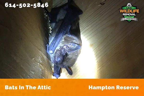 Bats in an attic in Hampton Reserve