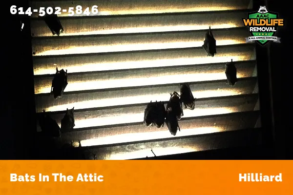 Bats in an attic in Hilliard