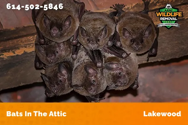 Bats in an attic in Lakewood