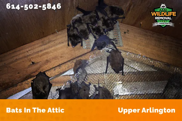 Bats in an attic in Upper Arlington