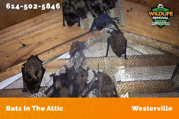 Bats in an attic in Westerville