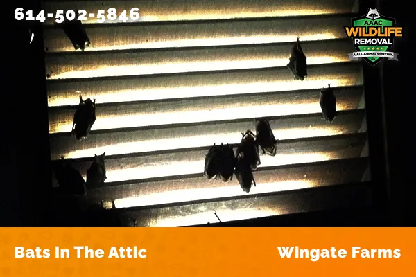 Bats in an attic in Wingate Farms