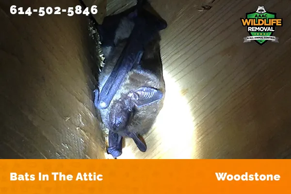 Bats in an attic in Woodstone
