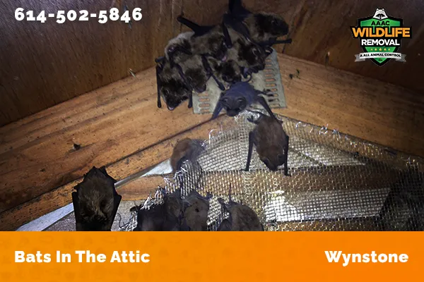 Bats in an attic in Wynstone