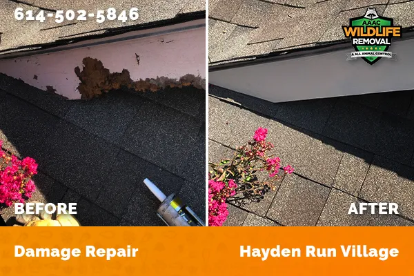 Before and After photo of Raccoon damage repair in Hayden Run Village