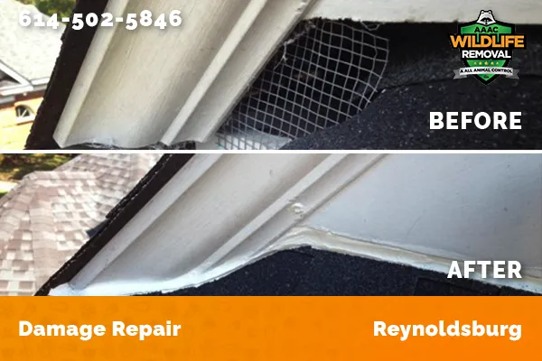 Before and After photo of Raccoon damage repair in Reynoldsburg