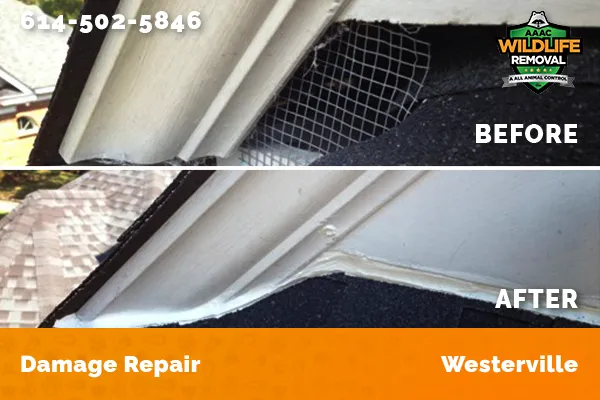 Before and After photo of Raccoon damage repair in Westerville
