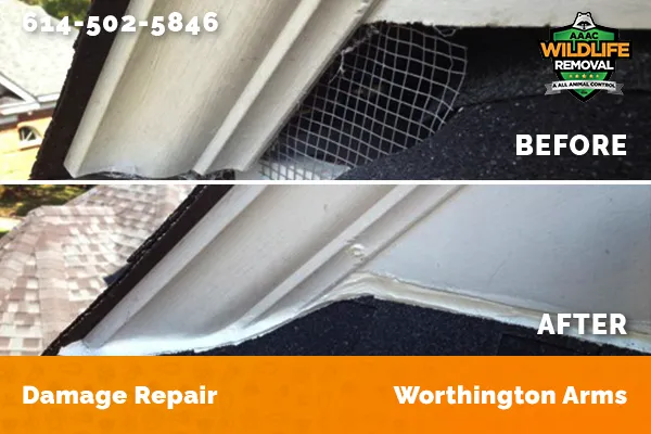 Before and After photo of Raccoon damage repair in Worthington Arms
