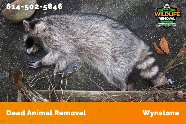 Dead Animal Removal Wynstone