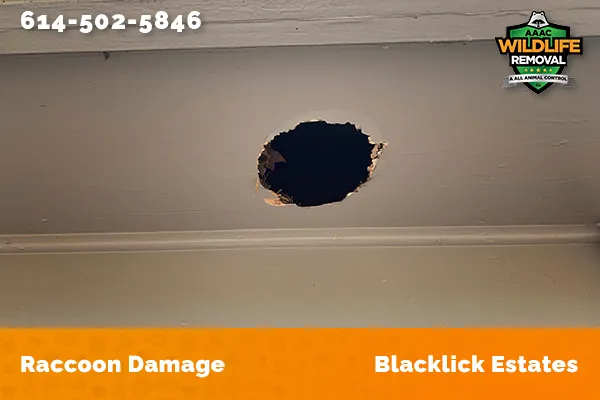 damage to roofline caused by raccoon in Blacklick Estates