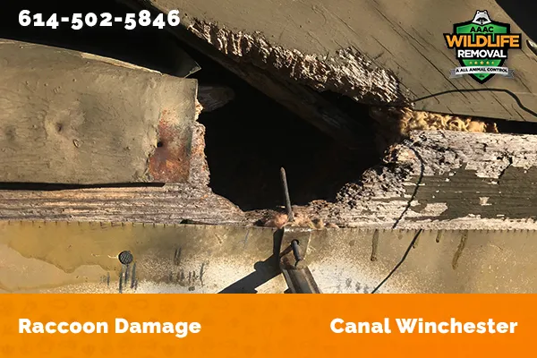 damage to roofline caused by raccoon in Canal Winchester