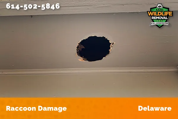 damage to roofline caused by raccoon in Delaware
