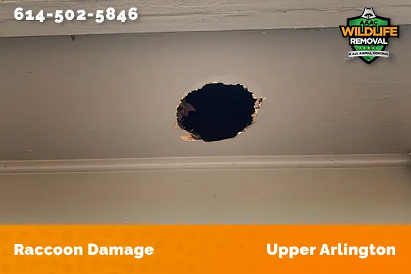 damage to roofline caused by raccoon in Upper Arlington