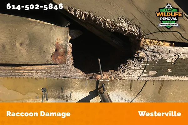 damage to roofline caused by raccoon in Westerville