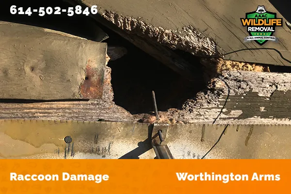 damage to roofline caused by raccoon in Worthington Arms
