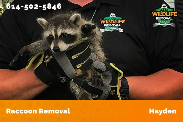Racoon Removal Hayden