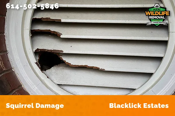 Exterior damage caused by squirrels in Blacklick Estates
