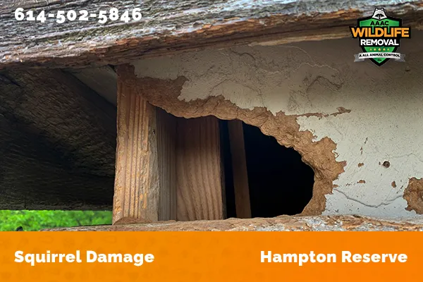 Exterior damage caused by squirrels in Hampton Reserve