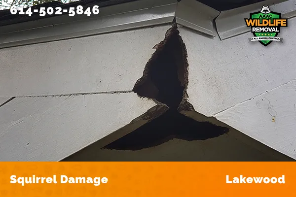 Exterior damage caused by squirrels in Lakewood