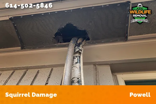 Exterior damage caused by squirrels in Powell