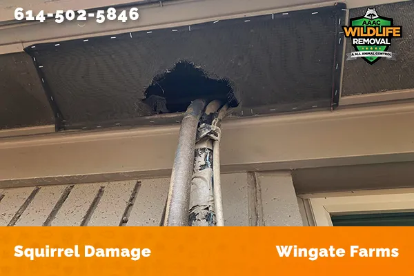 Exterior damage caused by squirrels in Wingate Farms