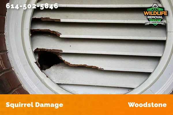 Exterior damage caused by squirrels in Woodstone