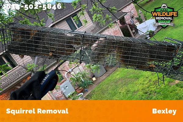 Roof Fire caused by squirrels chewing on electrical wires in Bexley