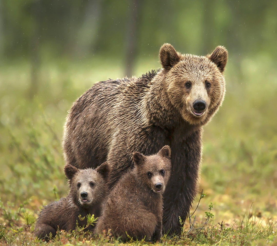 Bears in a field