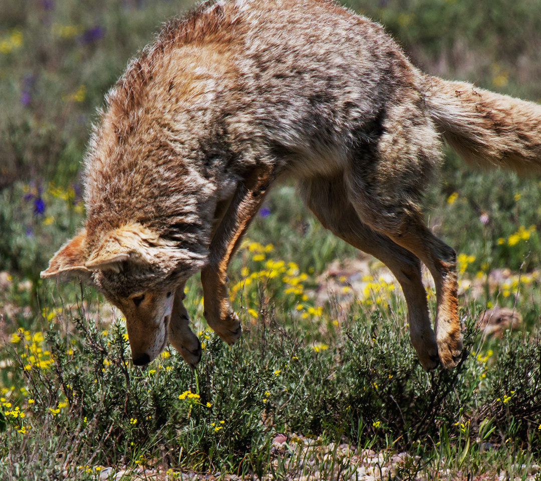 Coyote in a field