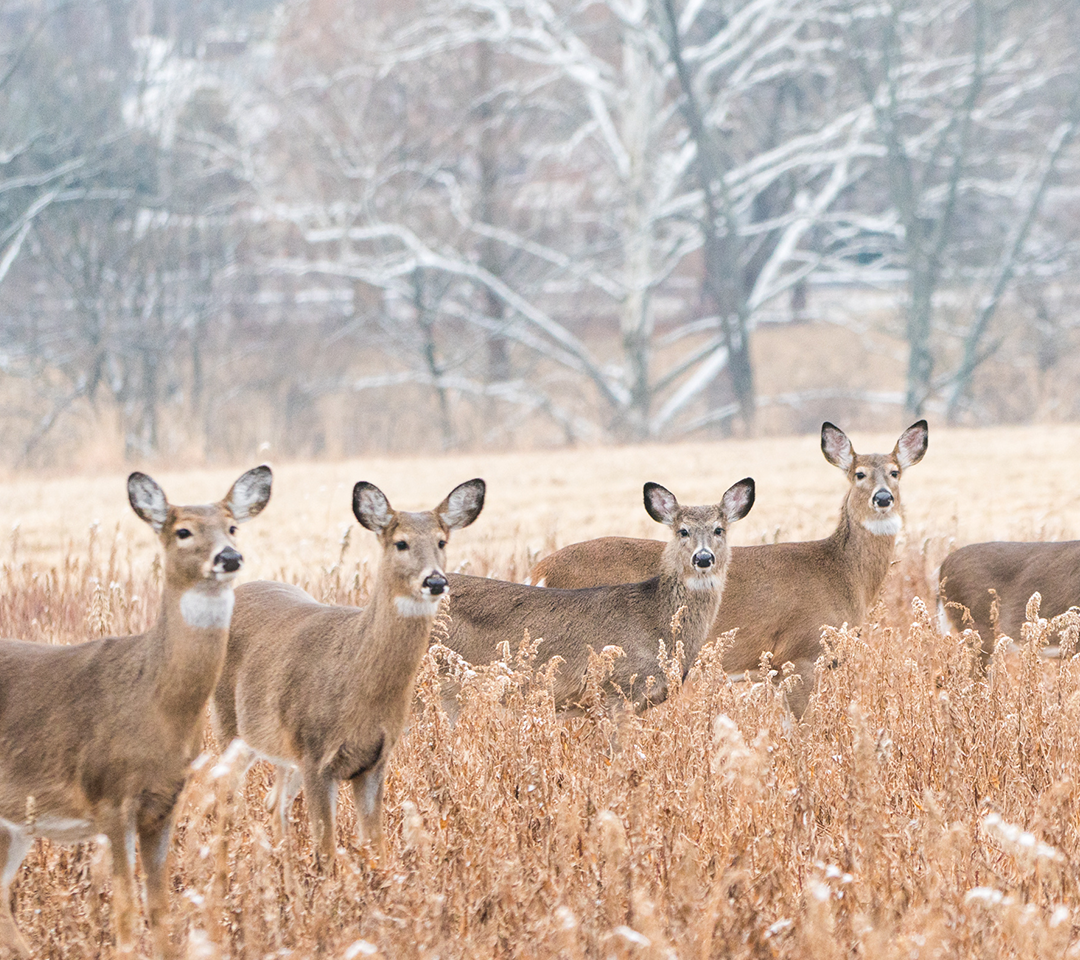 Deer in a field
