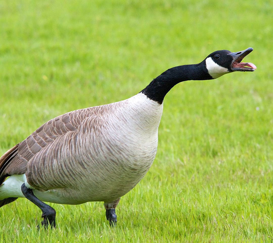 Geese in a field