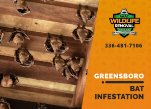 bat infestation greensboro