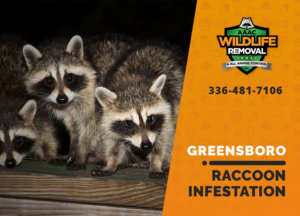 infested by raccoons greensboro