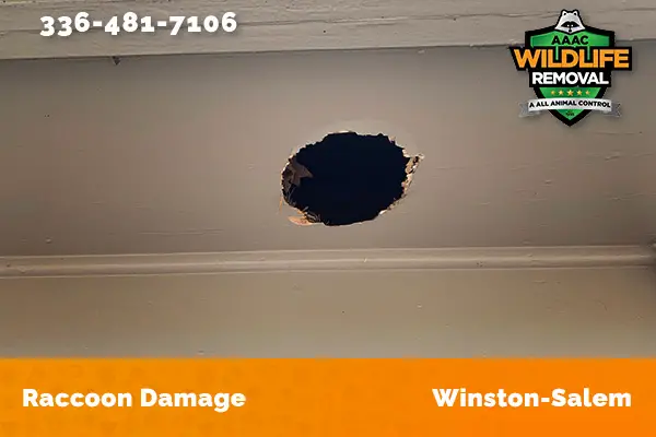 damage to roofline caused by raccoon in Winston-Salem