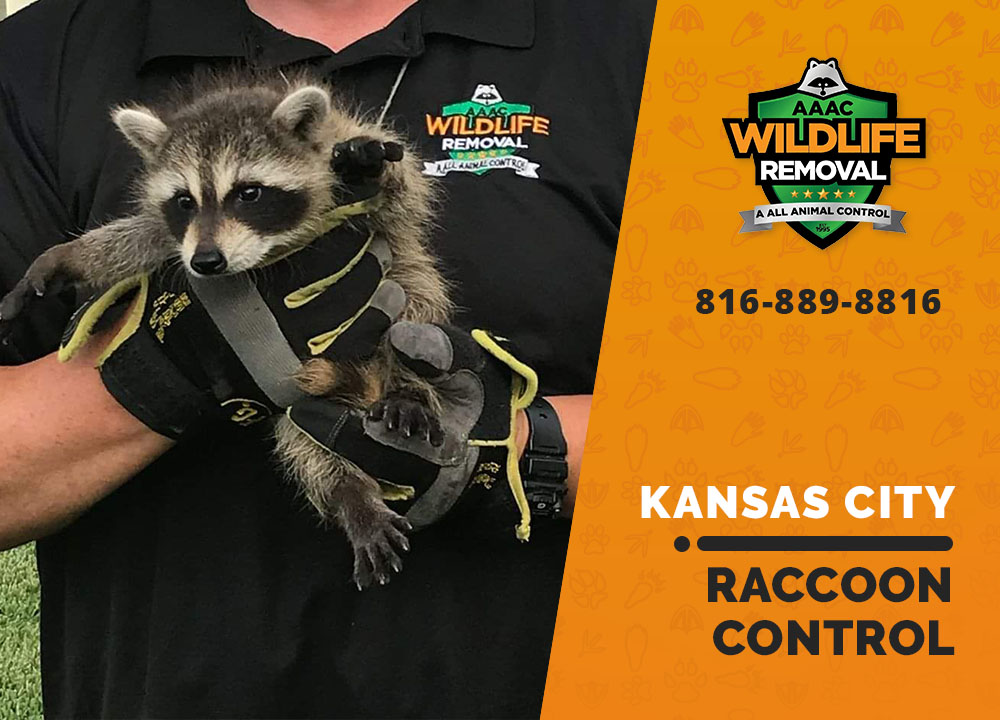 Raccoon Trapping AAAC Wildlife Removal of Kansas City