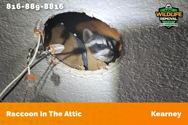 Racoon in the attic in Kearney