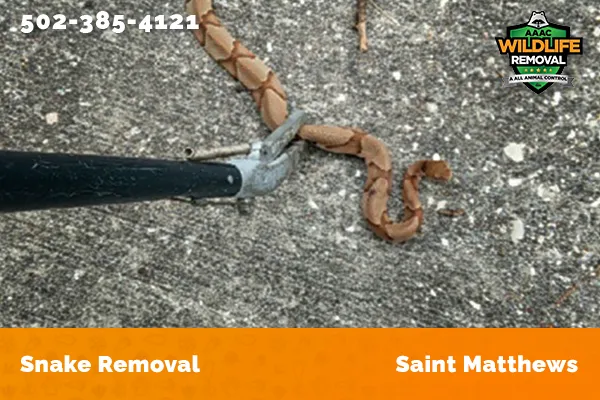 Snake Removal Saint Matthews