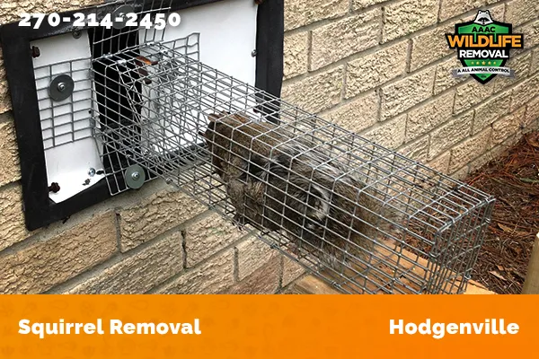 Squirrel Removal Hodgenville