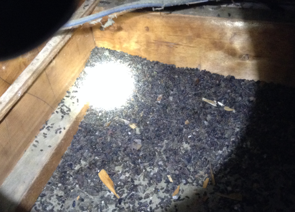 Eastern KY Bat Removal Bat Control and Attic Repair