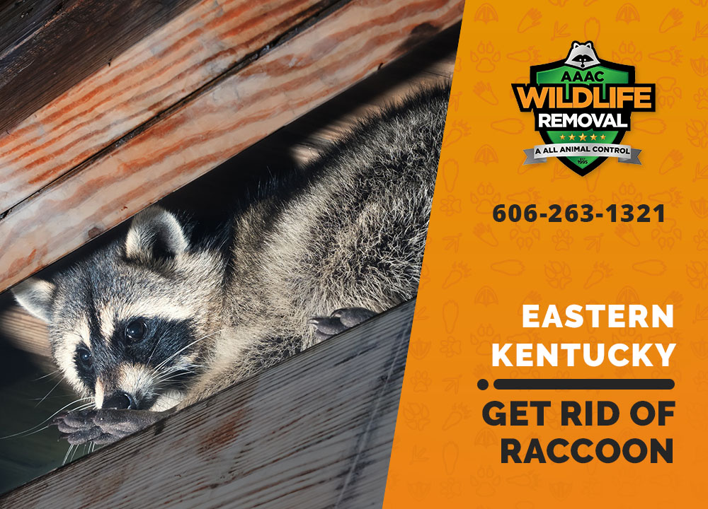 Getting rid of raccoons AAAC Wildlife Removal of Eastern Kentucky